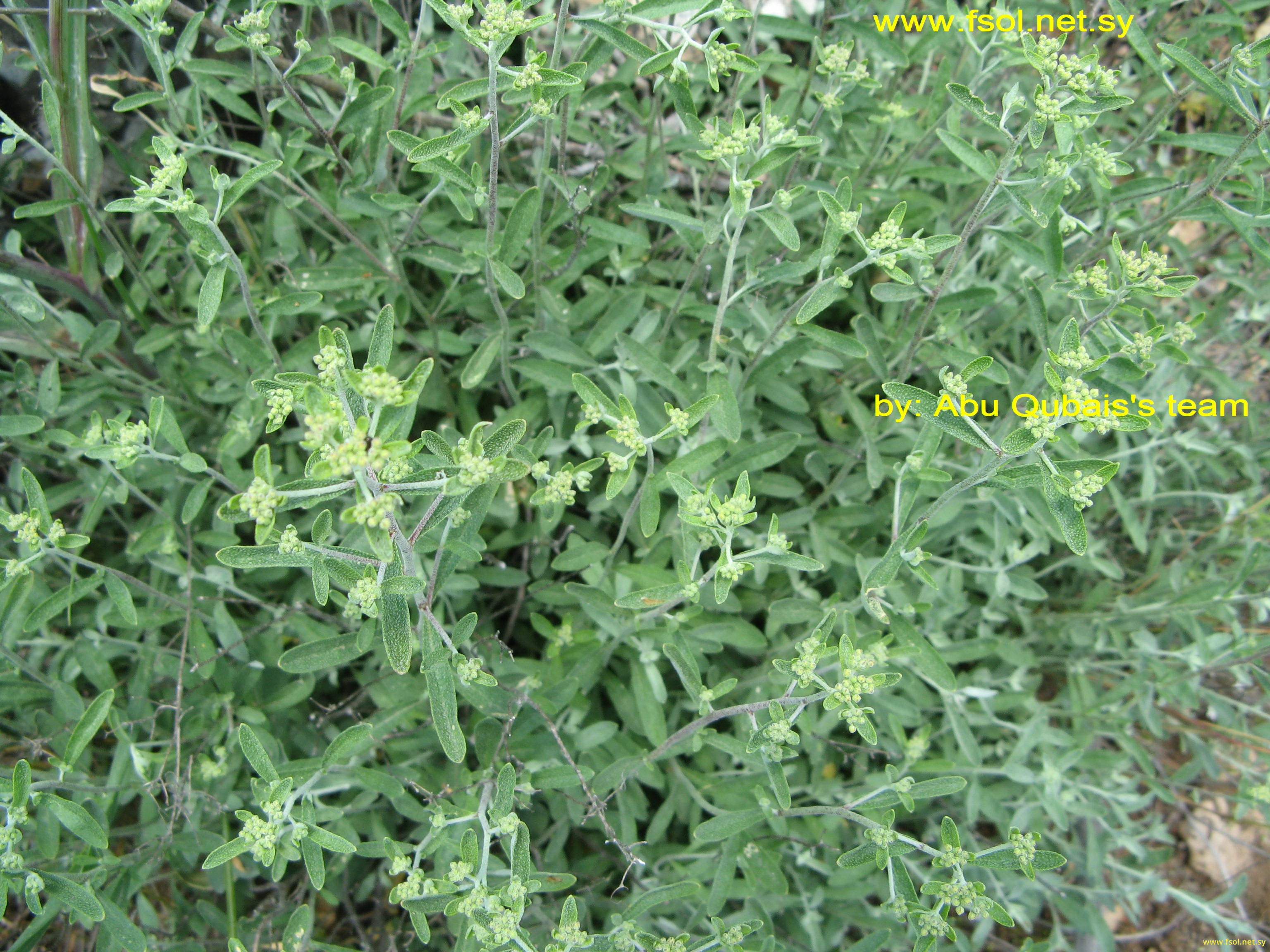 Alyssum mouradicum Boiss. et Bal.